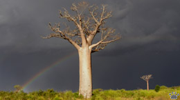 baobabs