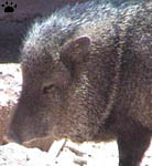 javelina