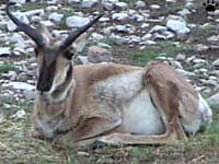 pronghorn