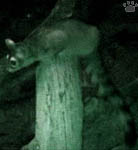 ringtail