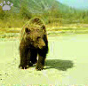 bear2