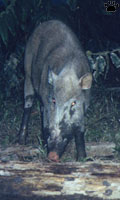 pig