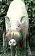 pig