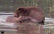 beaver