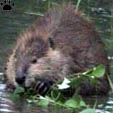 beaver