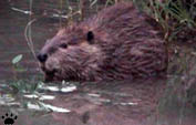 beaver