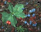 berries