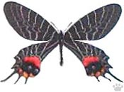 butterfly