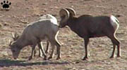 bighorn