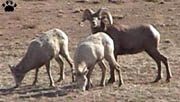 bighorn