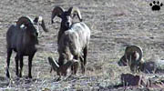 bighorn