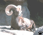 bighorn