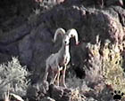 bighorn