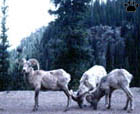 bighorn