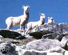 bighorn