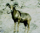 bighorn