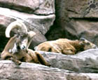 bighorn