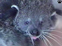 binturong