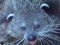 binturong