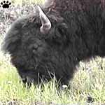 bison