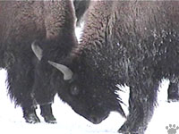 bison