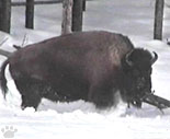 bison