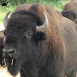 bison