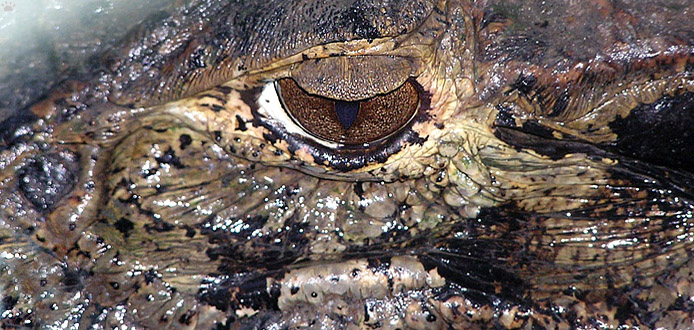 caiman