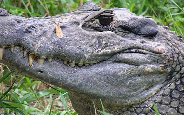 caiman