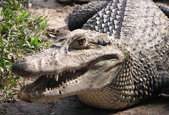 caiman