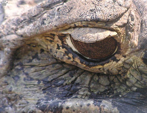 caiman