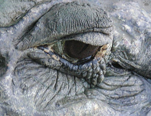 caiman