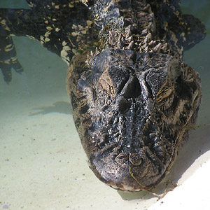 caiman