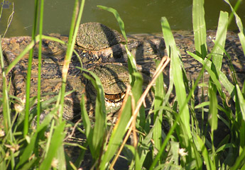 caiman
