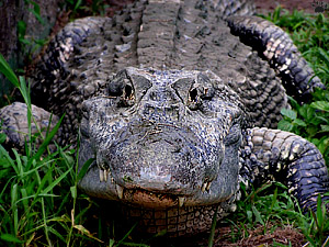 caiman