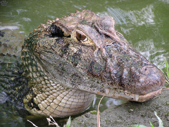 caiman