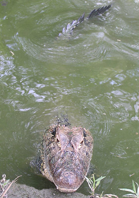 caiman