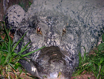 caiman