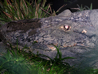 caiman