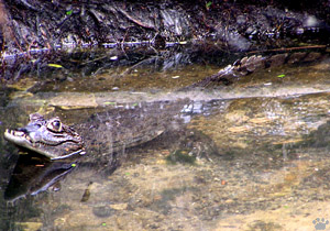 caiman