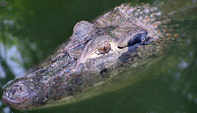 gator