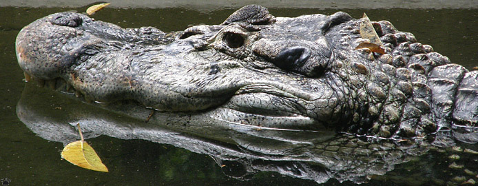 caiman