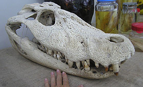 caiman