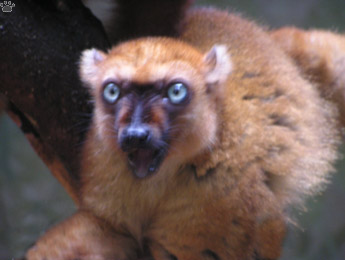 lemur