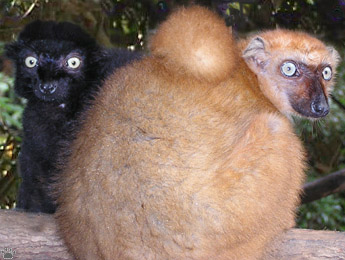 lemurs