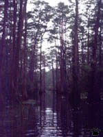bayou