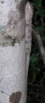 gecko