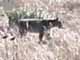bobcat