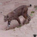 bobcat