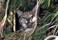 bobcat